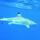 51- Requin pointe noire a l'hamecon 